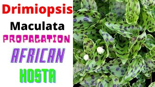 Drimiopsis Maculata  Propagation amp Repotting Of African Hosta [upl. by Anit]