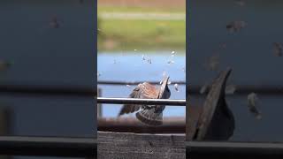 Unbelievable Airgun Arrow Annihilates Pest Pigeon [upl. by Senecal]