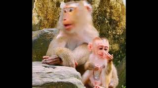 Wow very good mom to comfort baby New born monkeylove babymonkey [upl. by Machutte308]