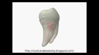 Mandibular First Molar Prof Marco Versiani [upl. by Coates212]