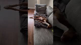 Dog Stretches Like a Yoga Pro on the Couch  Ultimate Relaxation [upl. by Laurita]