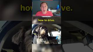 The Driving School For DOGS [upl. by Donn173]