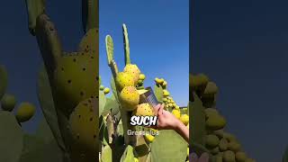 Cactus farming in china shorts science [upl. by Radack]