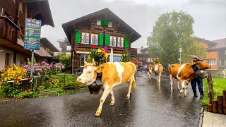 Cows wearing flowers during annual cow parade in Wengen Switzerland 🇨🇭 [upl. by Bakerman]