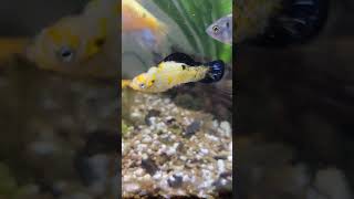 fish aquarium goldfish guppy fishing orandafish goldfishtank petfish pet [upl. by Aikkin625]