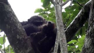 Chimps eating monkey [upl. by Darrick]