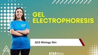 Gel Electrophoresis  QCE Biology 3amp4 [upl. by Ydniw992]