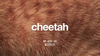 FREE  quotCheetah 🐆quot  Rema x Burna Boy x Omah Lay Beat  Free Beat  Afrobeat Instrumental 2024 [upl. by Jasisa]