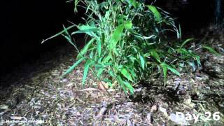 Bamboo growth  60 days in 60 seconds [upl. by Aikcin]