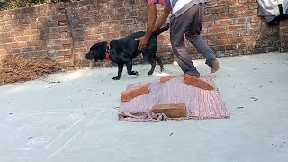 dog sound  dog  dog barking sound  dog barking  dog fight  dog video  dog voice  dogri song [upl. by Danell]