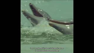 Irrawaddy Dolphin Hero of the Freshwater Ecosystem [upl. by Anselma]