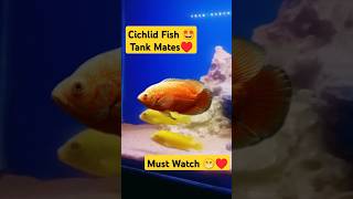 Cichlid fish tank mates 🐠😁 aquarium fishtank petsvlog petfish cichlid guppy shorts [upl. by Ainedrag]