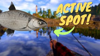 ACTIVE WHITEFISH amp VENDACE SPOT IN LADOGA LAKE 873 Russian fishing 4 [upl. by Nylessoj]