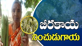 stuffed Beerakaya Recipe Stuffed Ridge Gourd Curry గుత్తి బీరకాయ l villagefood4u [upl. by Neirad629]