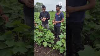 Atonik  NACL Industries  नागार्जुन क्रॉप टॉनिक अटोनिक  शेतकरी मुलाखत [upl. by Ashia]