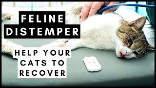 Feline Distemper Help your cats recover from this Virus [upl. by Rauch342]