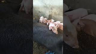 Piglets and mothers are different colors pig shorts [upl. by Mini350]