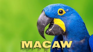 Hyacinth macaw sound [upl. by Sibel]