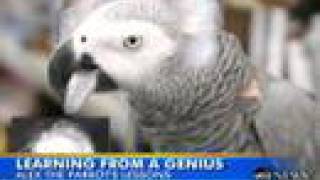 Alex the smart parrot passes away [upl. by Alejandro]