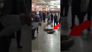 Uproar Large Python Snake In Mall Parking Area shorts youtubeshorts [upl. by Netsyrc]