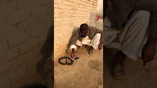 Best Video King Cobra Snake youtubevideo shortvideo kingsnake shortsfeed [upl. by Netti]