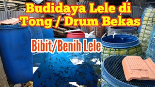 Budidaya Lele dalam Drum  Tong serta Cara Perawatan [upl. by Sibley456]