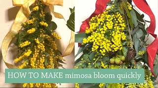 HOW TO MAKE mimosa bloom quickly [upl. by Hgielhsa837]