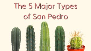 The 5 Major Types of San Pedro Cactus A Trichocereus Field Guide [upl. by Jamey581]