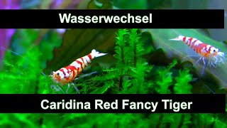 Zwerggarnelen Wasserwechsel Caridina Red Fancy Tiger Zuchtbecken auf Lavagranulat [upl. by Sinnod]