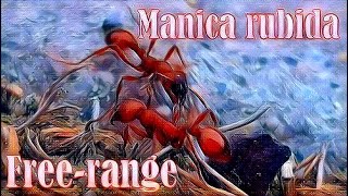 🐜 Manica rubida  Wolny wybieg [upl. by Ned]