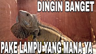 TIPS PERAWATAN IGUANA MUSIM HUJAN  BARU TAU Ternyata Jemur yang Baik Itu [upl. by Esertap25]