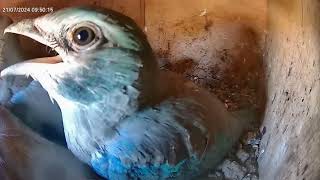 🦜Wyloty krasek  Italia  Birdcam  21 07 2024 [upl. by Hax]