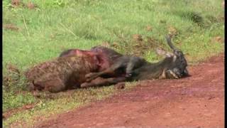 A Hyena eating a Wildebeest alive  Part 2 In Ngorogoro 鬣狗生啃活角馬  2 高清 [upl. by Nnanaej]