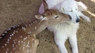 Deer Licks Dogs Face  1136689 [upl. by Endys227]