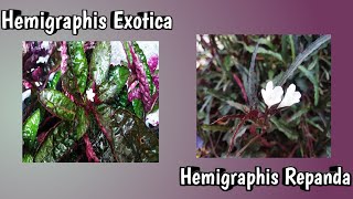 Hemigraphis Exotica amp Hemigraphis Repanda care and propagation Malayalam l Ride to my yard 🌿🌱 [upl. by Atikir]