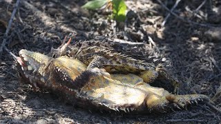 Matingcourtship of Blainville’s coast horned lizard [upl. by Ahtennek]