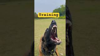 Belgian Malinois training dog malinois becgiegermanshepherd chó pets dog p3 [upl. by Christianna305]