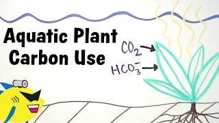 Aquarium Plants and Carbon CO2  HCO3 Utilization [upl. by Norrahs]