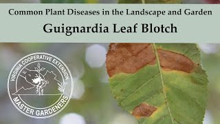 Guignardia Leaf Blotch  Common Plant Diseases in the Landscape and Garden [upl. by Mutat]