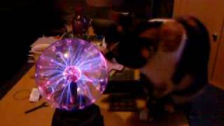 Plasma ball Vs Cat [upl. by Glenda]