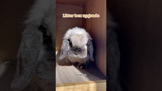 Temu litter box enclosure litterbox hollandlop pet [upl. by Annadiana]