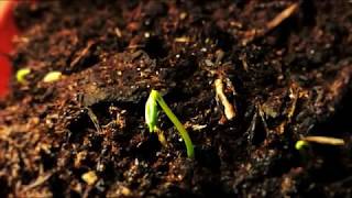 Plant grow timelapse  Sowing Calendar [upl. by Eornom]