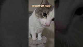 My loving cat Maple maple cat vlog catvlog loving mycat Canada Alberta [upl. by Tremml]