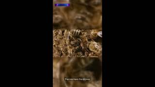 The Secret Life of Bees shorts NatureLens AnimalPlanet NatGeoWild NatureLens [upl. by Adena41]