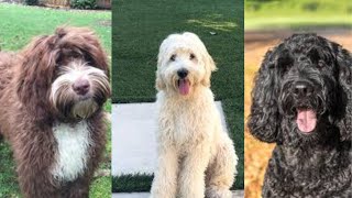 Labradoodle  Funny and Cute dog video compilation in 2022 [upl. by Marieann]