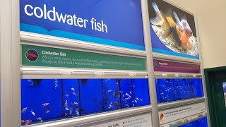 NEW COLD WATER FISH AT PETS AT HOME 🐟 [upl. by Skees]