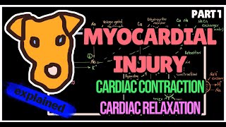 Myocardium Physiology [upl. by Eitsyrhc]