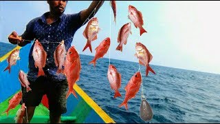 RED SNAPPER FISHING VIDEOS [upl. by Yi509]