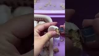 Garlic peeling [upl. by Iruahs436]