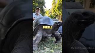 Why the life of Turtle Is very Painful Rspet shorts animals turtle Facts [upl. by Adnohsed]